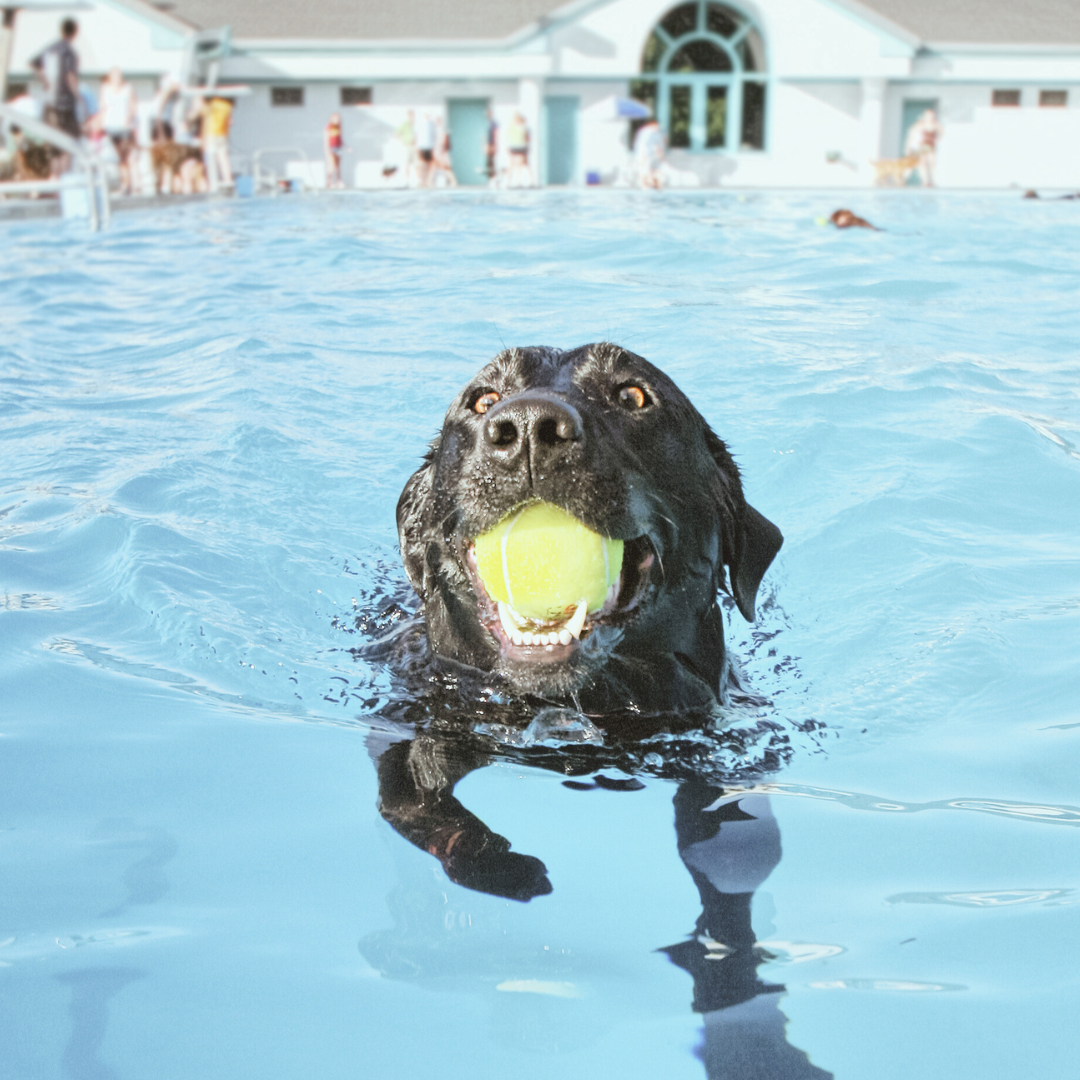 Quality pool care and weekly maintenance in San Antonio